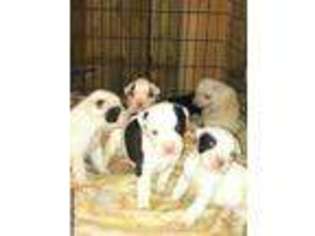 American Bulldog Puppy for sale in BYBEE, VA, USA