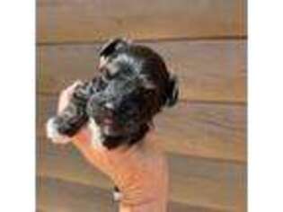 Mutt Puppy for sale in Cohutta, GA, USA