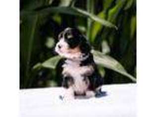 Mutt Puppy for sale in Prairie City, IL, USA