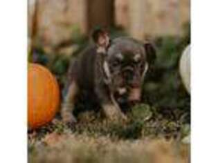 French Bulldog Puppy for sale in Kersey, CO, USA