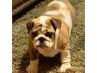 Bulldog Puppy for sale in Sand Springs, OK, USA
