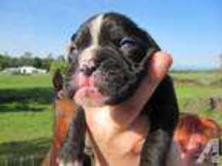 Boxer Puppy for sale in MILLVILLE, CA, USA