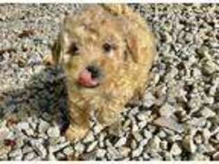 Mutt Puppy for sale in Locust Grove, GA, USA