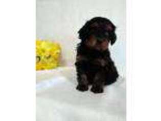 Cavapoo Puppy for sale in Lewisburg, PA, USA
