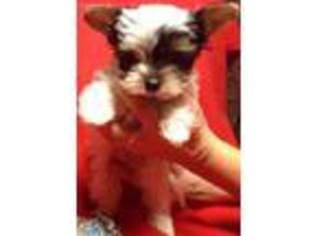 Yorkshire Terrier Puppy for sale in Walkersville, MD, USA