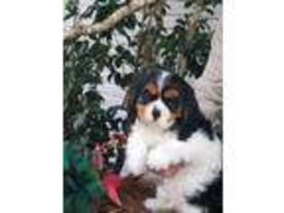 Cavalier King Charles Spaniel Puppy for sale in Perry, FL, USA