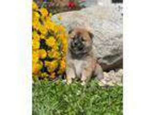 Shiba Inu Puppy for sale in Nappanee, IN, USA