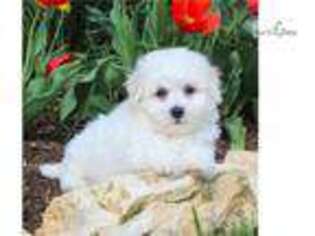 Bichon Frise Puppy for sale in Harrisburg, PA, USA