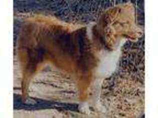 Australian Shepherd Puppy for sale in Seale, AL, USA