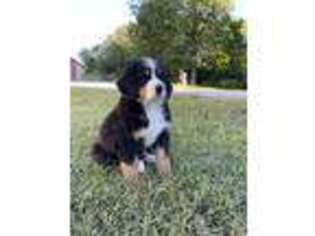 Bernese Mountain Dog Puppy for sale in West Lafayette, IN, USA