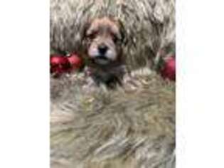 Yorkshire Terrier Puppy for sale in Antigo, WI, USA
