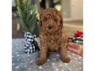 Goldendoodle Puppy for sale in Warsaw, NY, USA