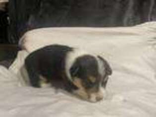 Pembroke Welsh Corgi Puppy for sale in Smithville, TN, USA