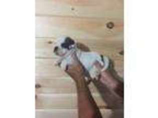 Alapaha Blue Blood Bulldog Puppy for sale in Henagar, AL, USA