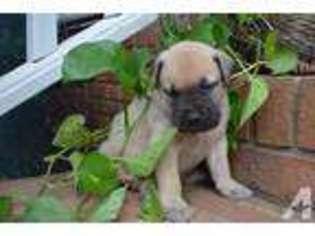 Medium Photo #1 Bullmastiff Puppy For Sale in COWPENS, SC, USA