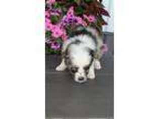 Miniature Australian Shepherd Puppy for sale in Munfordville, KY, USA
