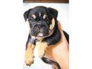 Bulldog Puppy for sale in New Oxford, PA, USA