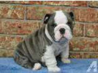 Bulldog Puppy for sale in SULPHUR SPRINGS, TX, USA