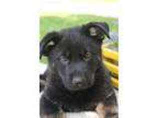 German Shepherd Dog Puppy for sale in Shipshewana, IN, USA