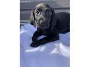 Labrador Retriever Puppy for sale in Bensalem, PA, USA
