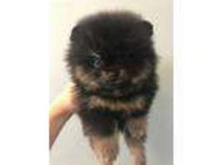 Pomeranian Puppy for sale in Kingsland, GA, USA