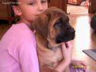 Mastiff Puppy for sale in Shipshewana, IN, USA