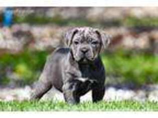 Cane Corso Puppy for sale in Modesto, CA, USA
