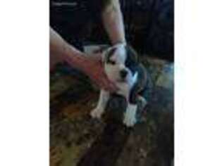 Bulldog Puppy for sale in Quincy, IL, USA