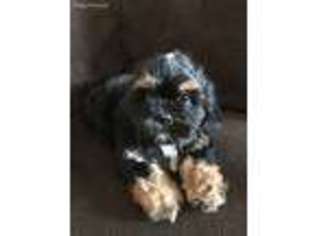 Cavapoo Puppy for sale in Avon, IN, USA