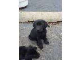 Labrador Retriever Puppy for sale in Claremore, OK, USA