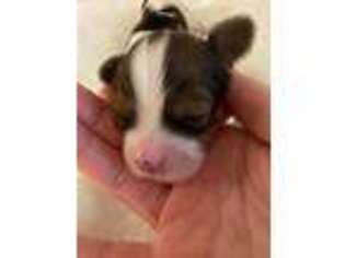 Papillon Puppy for sale in Moscow, ID, USA