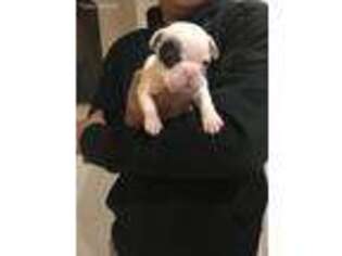 French Bulldog Puppy for sale in National City, CA, USA
