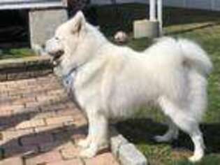 Samoyed Puppy for sale in Little Ferry, NJ, USA
