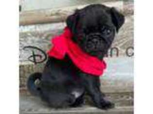 Pug Puppy for sale in Winter Haven, FL, USA