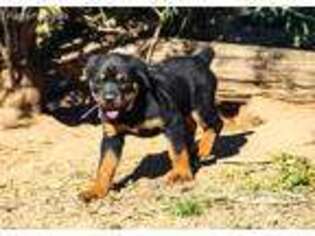 Rottweiler Puppy for sale in Maricopa, AZ, USA