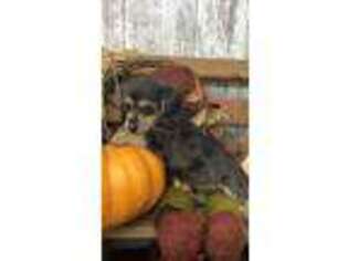 Dachshund Puppy for sale in Peebles, OH, USA