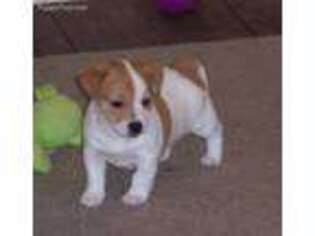 Jack Russell Terrier Puppy for sale in Goshen, OH, USA
