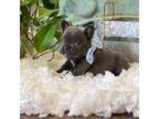 French Bulldog Puppy for sale in Saginaw, MI, USA