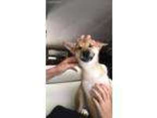 Shiba Inu Puppy for sale in Marthasville, MO, USA