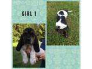 Basset Hound Puppy for sale in Redmond, OR, USA