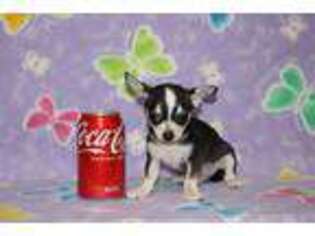 Chihuahua Puppy for sale in Sabillasville, MD, USA