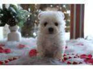 Maltese Puppy for sale in Battle Creek, MI, USA