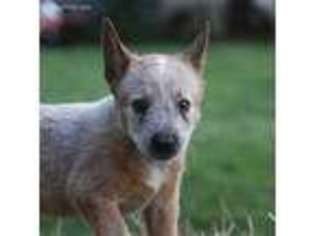 Australian Cattle Dog Puppy for sale in Tazewell, TN, USA