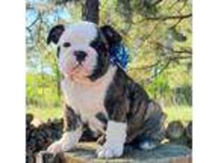 Bulldog Puppy for sale in Lowell, MI, USA