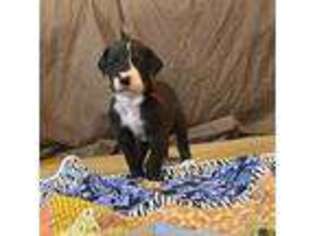 Great Dane Puppy for sale in Mount Vernon, IL, USA