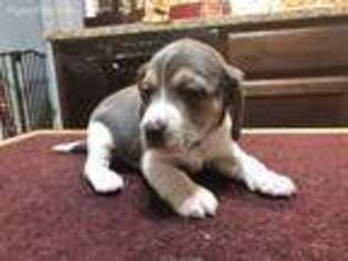Beagle Puppy for sale in Georgetown, OH, USA