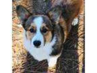 Pembroke Welsh Corgi Puppy for sale in Statesville, NC, USA