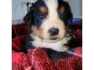 Bernese Mountain Dog Puppy for sale in Atlantic, IA, USA