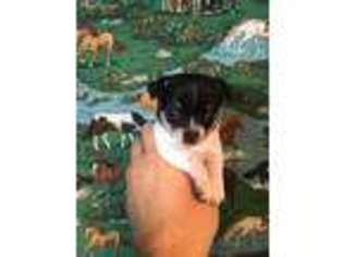 Chihuahua Puppy for sale in Suffolk, VA, USA