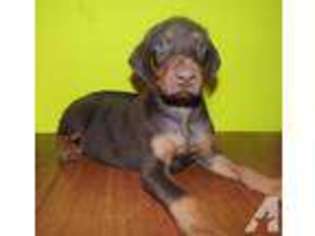 Doberman Pinscher Puppy for sale in GREENVILLE, TX, USA